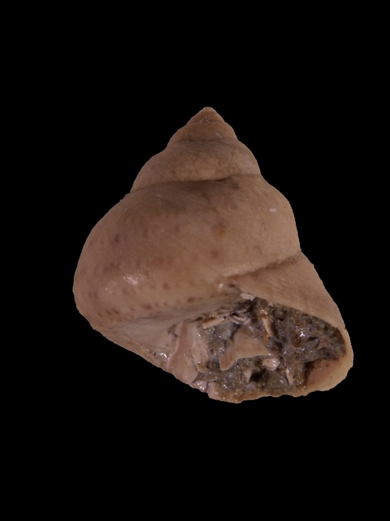 Osilinus cf. articulatus